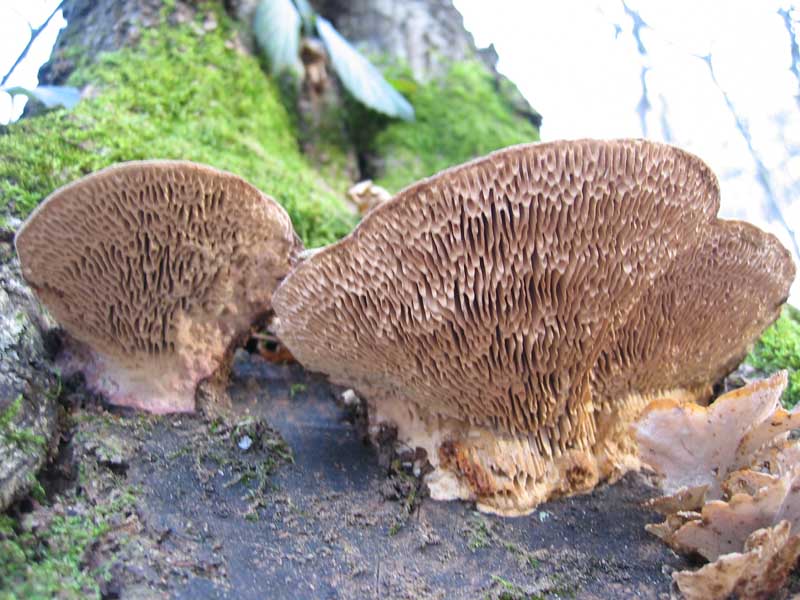 Escursione del  sabato pomeriggio